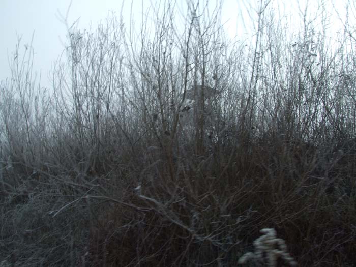 DSCF2684